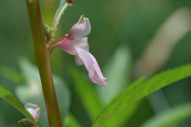 Bahçedeki pembe çiçekleri kapat.