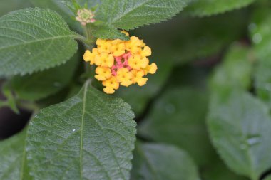 Güzel sarı çiçek bahçesinde yakın çekim