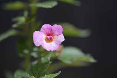 Bahçedeki pembe çiçekleri kapat.