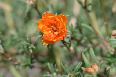 Bahçede büyüyen güzel çiçekler.