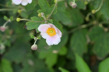 Bahçede açan güzel gül çiçeklerinin yakın plan görüntüsü 