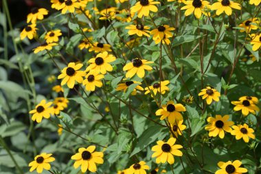 Güzel sarı çiçek bahçesinde yakın çekim