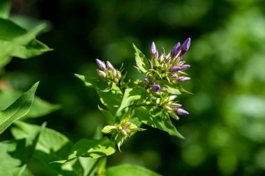 Güneşli yaz gününde bahçede yetişen güzel çiçekler.