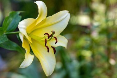 Güzel sarı çiçek bahçesinde yakın çekim