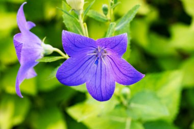 Bahçede büyüyen güzel çiçekler, yakın.                        