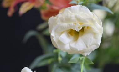 Bahçedeki güzel çiçekler