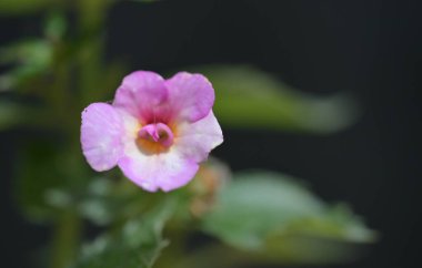 Bahçedeki pembe çiçekleri kapat.