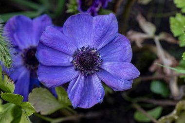 Bahçede büyüyen güzel çiçekler, yakın.                        