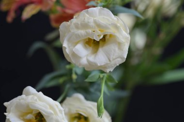 Bahçedeki beyaz çiçek