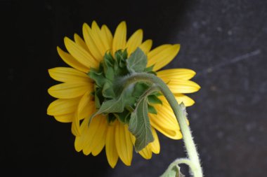 Yazın güzel sarı ayçiçeğinin yakın görüntüsü       