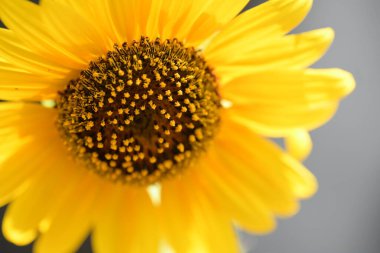 Güzel sarı çiçek bahçesinde yakın çekim