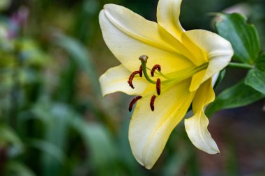 Güzel sarı çiçek bahçesinde yakın çekim