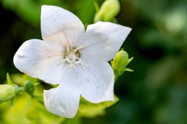 Bahçede büyüyen güzel çiçekler.