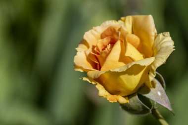 Bahçede açan güzel sarı gül çiçeğinin yakın görüntüsü. 