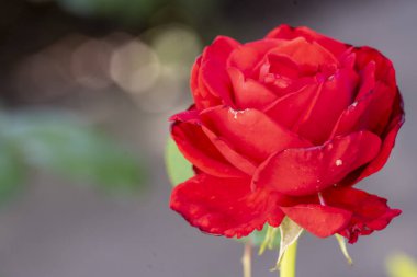 Bahçede açan güzel kırmızı gülün yakın görüntüsü. 