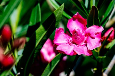 Bahçedeki güzel pembe çiçekler