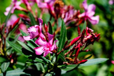 Bahçedeki güzel pembe çiçekler