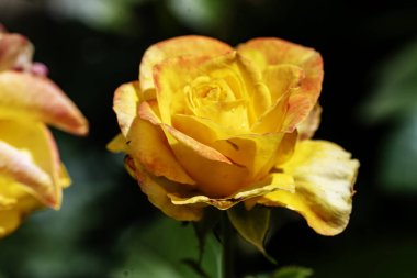 Bahçede açan güzel sarı gül çiçeğinin yakın görüntüsü. 