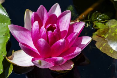 Nilüfer çiçeğinin doğayla iç içe olduğu su.    