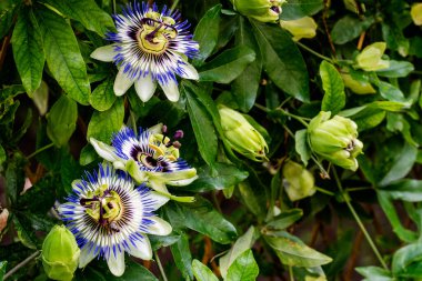 Bahçede büyüyen güzel çiçekler.