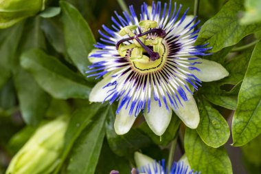 Bahçede büyüyen güzel çiçekler.