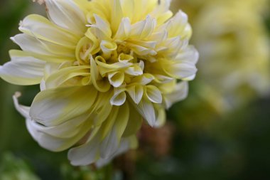 Güzel sarı çiçek bahçesinde yakın çekim