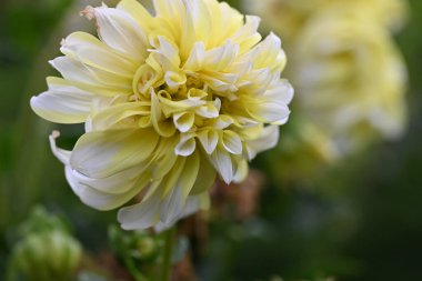 Güzel sarı çiçek bahçesinde yakın çekim