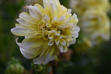 Güzel sarı çiçek bahçesinde yakın çekim