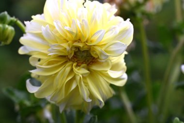 Güzel sarı çiçek bahçesinde yakın çekim