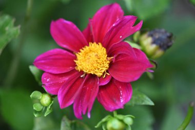 Bahçedeki güzel pembe çiçekler