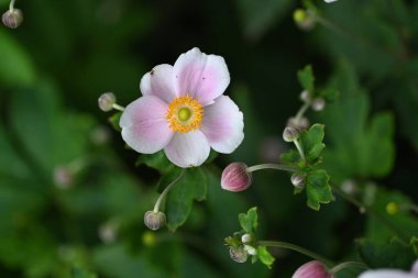 Bahçedeki güzel pembe çiçekler