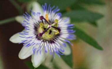 Bahçede büyüyen güzel çiçekler.