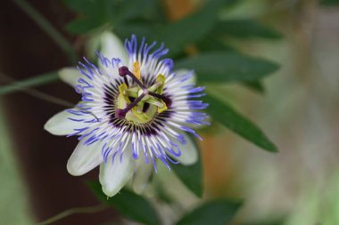 Bahçede büyüyen güzel çiçekler.