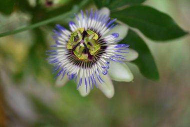 Bahçede büyüyen güzel çiçekler.