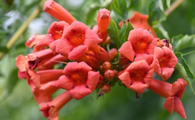 Bahçede büyüyen güzel çiçekler.