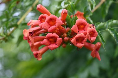 Bahçede büyüyen güzel çiçekler.