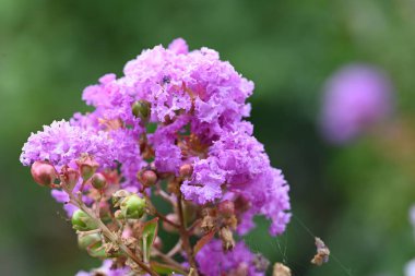 Bahçedeki güzel pembe çiçekler
