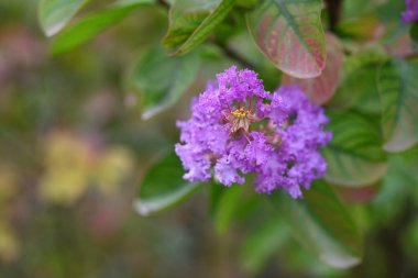 Bahçedeki güzel pembe çiçekler