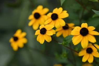 Güzel sarı çiçek bahçesinde yakın çekim