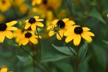 Güzel sarı çiçek bahçesinde yakın çekim
