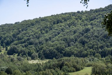 Ormandaki yeşil ağaçlar