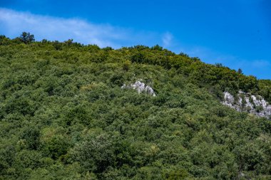 Ormanda yeşil ağaçlar