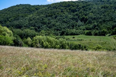 Yaz parkında yeşil ağaçlar, gündüz manzarası 
