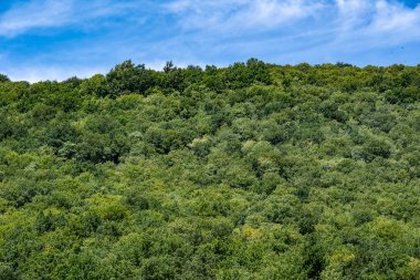 Ormanda yeşil ağaçlar