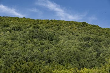 Ormanda yeşil ağaçlar