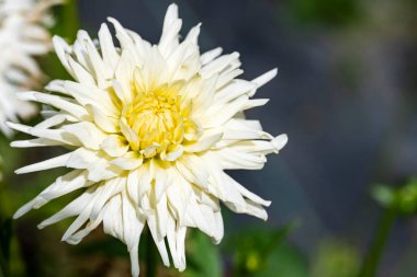 Bahçede büyüyen güzel çiçekler.