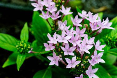 Bahçedeki güzel pembe çiçekler