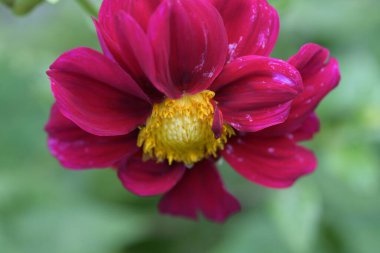 Bahçedeki güzel pembe çiçekler