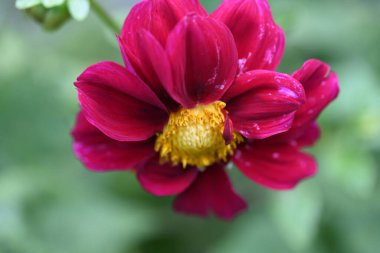 Bahçedeki güzel pembe çiçekler