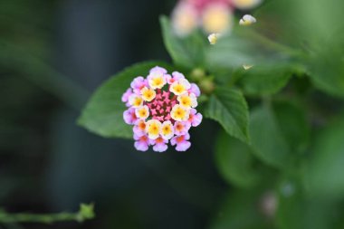 Bahçedeki güzel pembe çiçekler